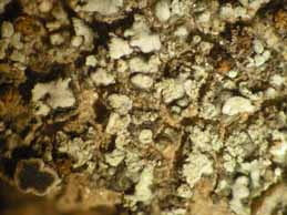 [Solenopsora vulturiensis]