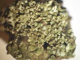 [Solenopsora vulturiensis]