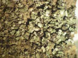 [Solenopsora vulturiensis]