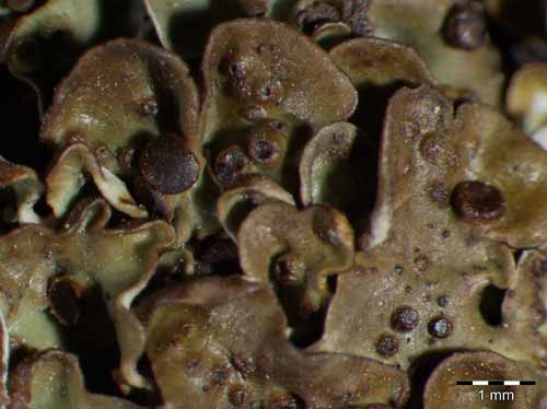 [Solenopsora holophaea]