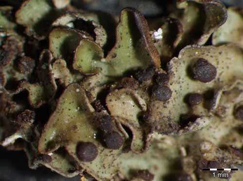 [Solenopsora holophaea]