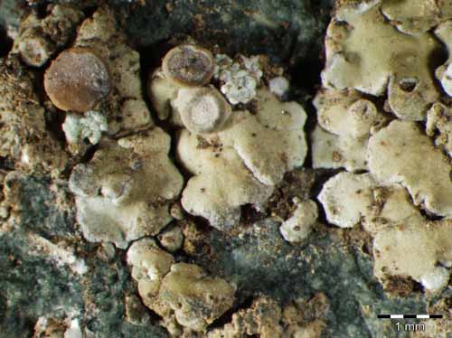 [Solenopsora liparina]