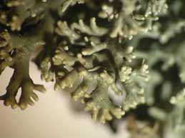 [Sphaerophorus globosus]