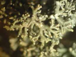 [Sphaerophorus globosus]