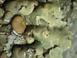 [Squamarina cartilaginea]