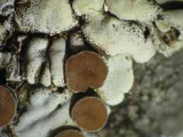 [Squamarina cartilaginea]