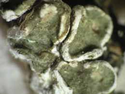 [Squamarina gypsacea]