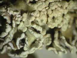 [Squamarina concrescens]