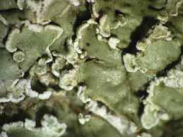 [Squamarina concrescens]