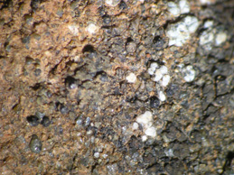 [Staurothele cf. sienae]