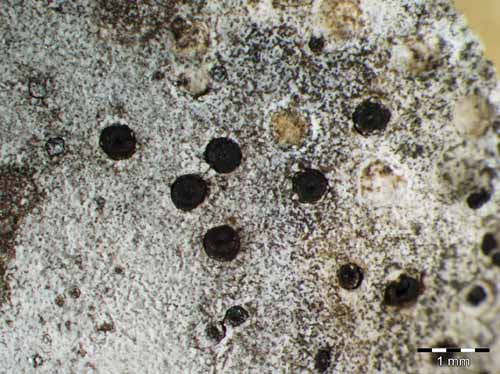 [Staurothele caesia]