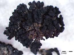 [Synalissa symphorea]