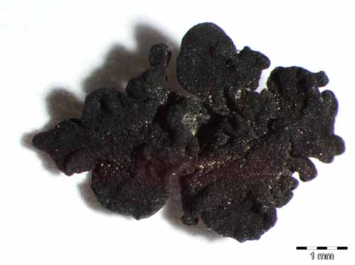 [Thallinocarpon nigritellum]