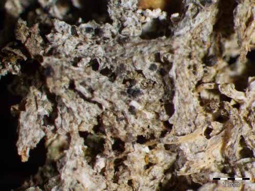 [Thelenella muscorum]