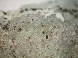 [Thelidium absconditum]