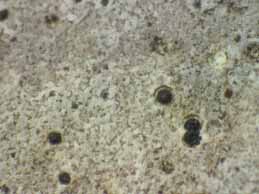 [Thelidium absconditum]