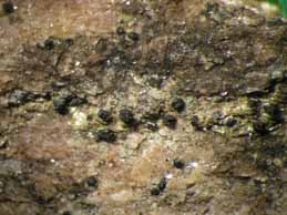 [Thelidium pyrenophorum]