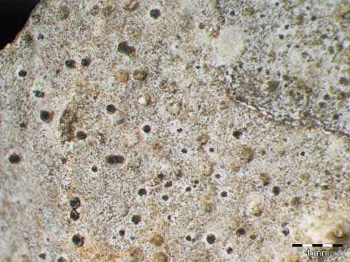 [Thelidium absconditum]