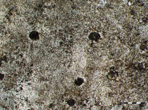 [Thelidium incavatum]