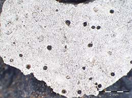 [Thelidium decipiens]