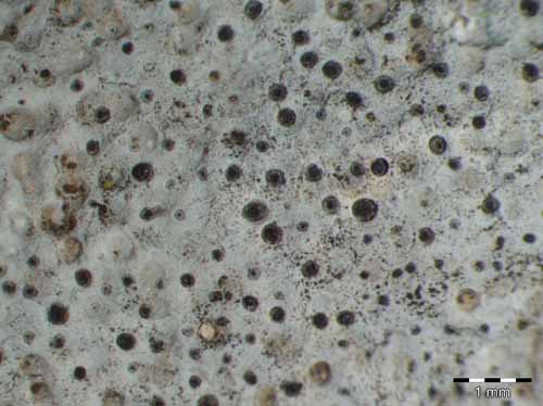 [Thelidium incavatum]