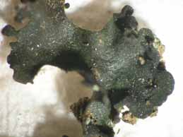 [Thyrea plicatissima]