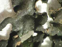 [Thyrea plicatissima]