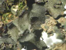 [Thyrea plicatissima]