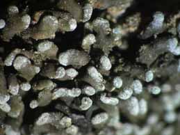 [Toninia opuntioides]