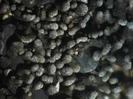 [Toninia opuntioides]