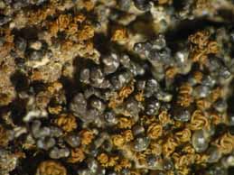 [Toninia physaroides]