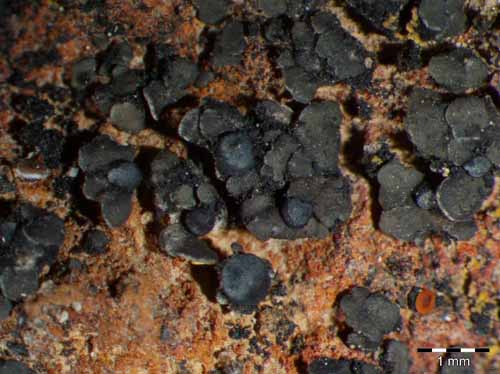 [Toninia cinereovirens]