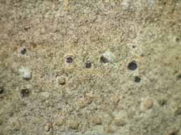 [Topelia heterospora]