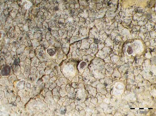 [Trapelia coarctata]