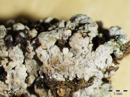 [Trapelia placodioides]