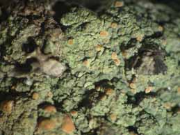 [Trapeliopsis flexuosa]