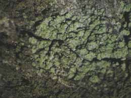 [Trapeliopsis flexuosa]