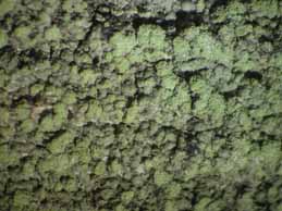 [Trapeliopsis flexuosa]