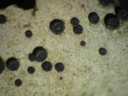 [Umbilicaria crustulosa]