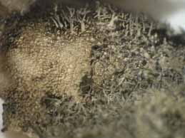 [Umbilicaria crustulosa]