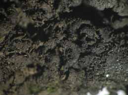 [Umbilicaria deusta]