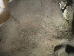 [Umbilicaria polyphylla]