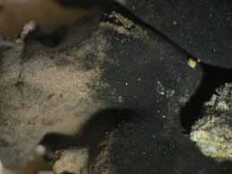 [Umbilicaria polyphylla]