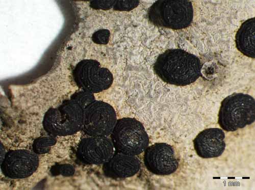 [Umbilicaria cylindrica]