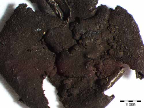 [Umbilicaria deusta]