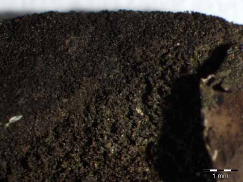 [Umbilicaria deusta]