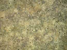 [Verrucaria baldensis]