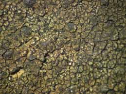 [Verrucaria nigrescens]