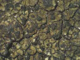 [Verrucaria nigrescens]