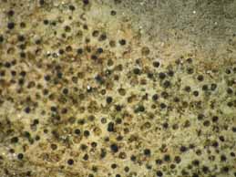 [Verrucaria baldensis]